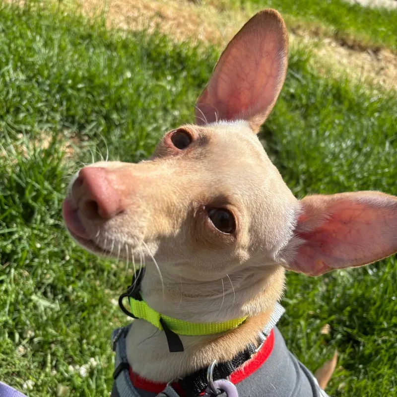 A young small-sized male Yellow / Tan / Blond / Fawn Chihuahua dog named Venti for adoption in Murray, UT