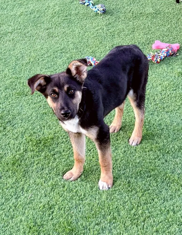 A young medium-sized female Brown / Chocolate Shepherd dog named Phinney for adoption in Evergreen, CO