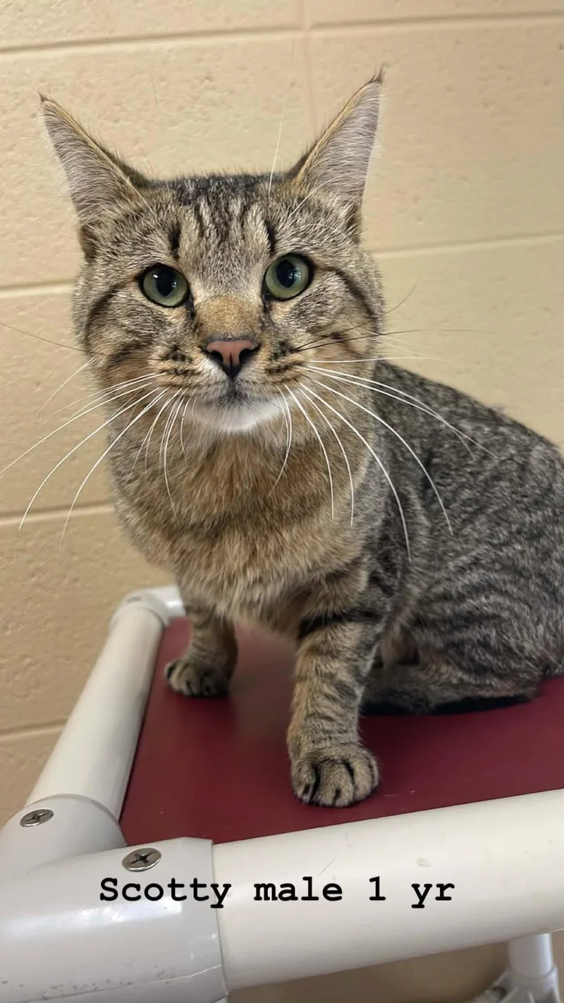 An adult medium-sized male Tabby (Buff / Tan / Fawn) Domestic Short Hair cat named Scotty for adoption in Fort Payne, AL