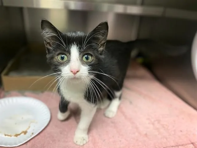A baby small-sized female Domestic Short Hair cat named Jennifurr for adoption in Fort Wayne, IN
