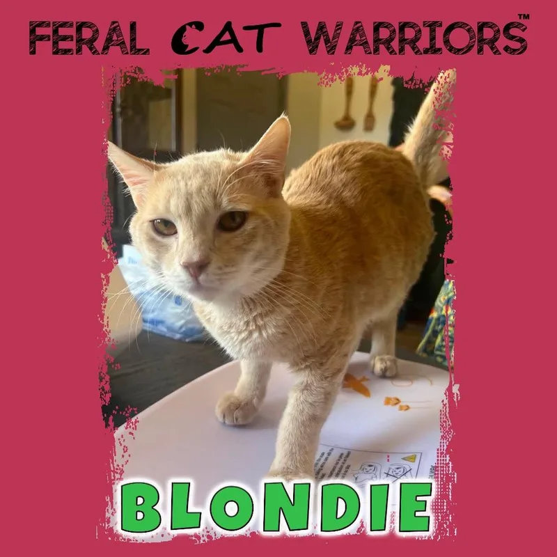 A young medium-sized male Buff / Tan / Fawn Domestic Short Hair cat named Blondie for adoption in Kingman, AZ