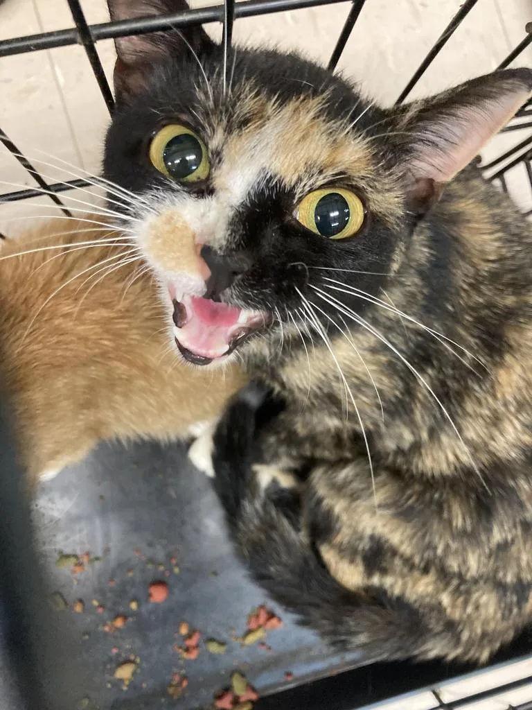 A baby medium-sized female Domestic Short Hair cat named Yawn for adoption in Burnsville, NC