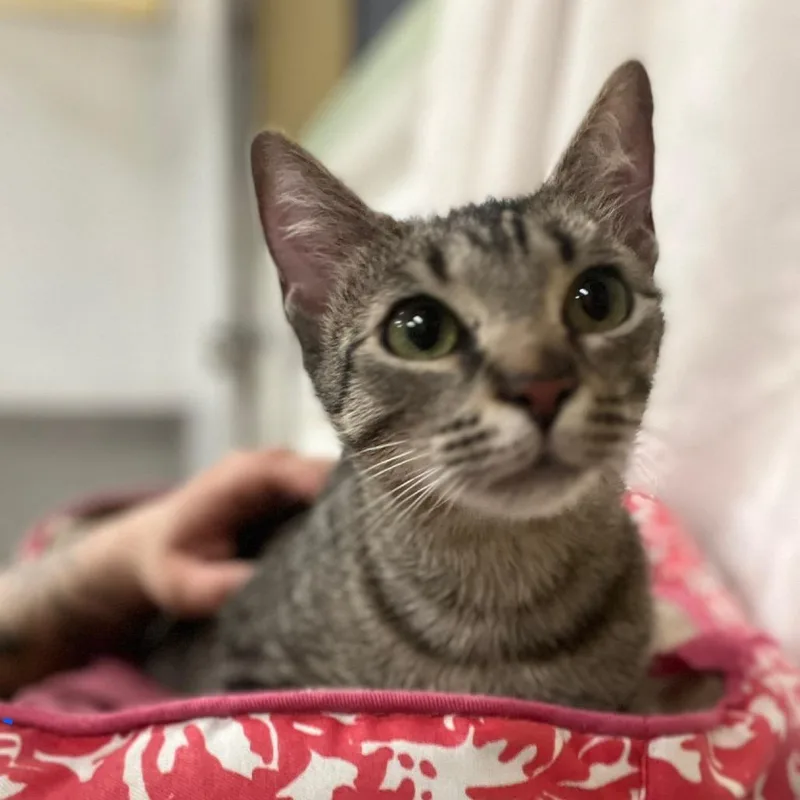 A young medium-sized female Brown / Chocolate Domestic Short Hair cat named Yolanda for adoption in Melrose, FL