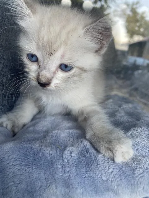 A baby small-sized female Domestic Short Hair cat named Snow Ball for adoption in Dallas, TX
