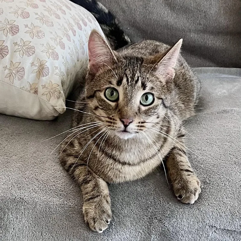 An adult medium-sized female Brown / Chocolate Domestic Short Hair cat named Pj for adoption in Evanston, IL
