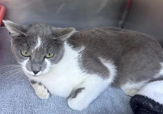 A young small-sized female Domestic Short Hair cat named Dusty for adoption in Norco, CA