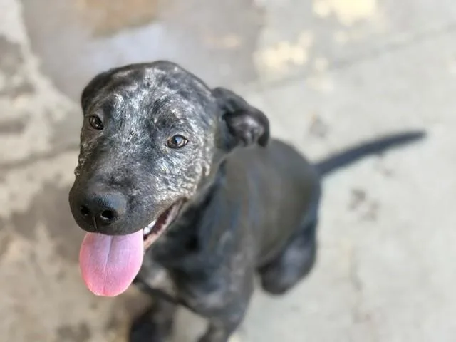 A baby small-sized male Labrador Retriever dog named Jack for adoption in Tulsa, OK