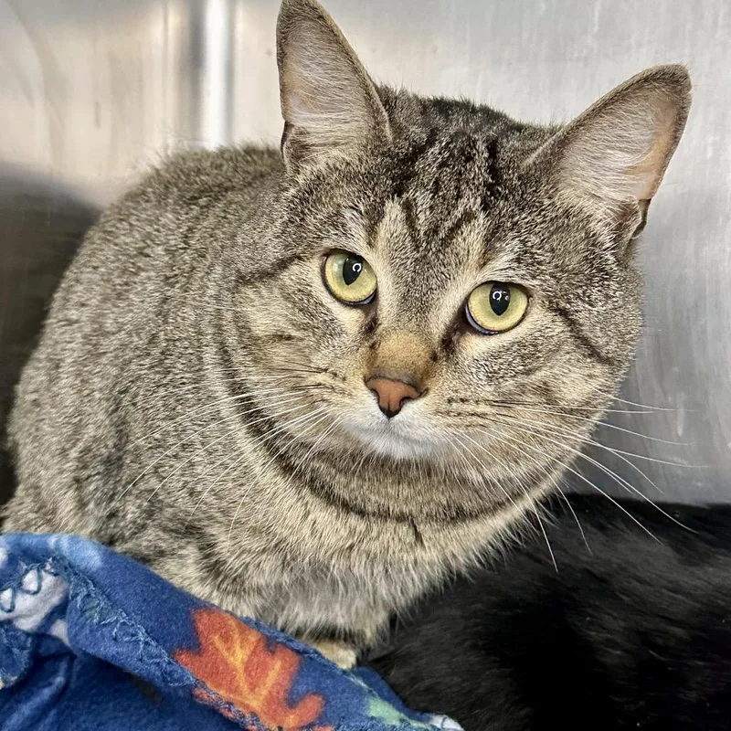 A young medium-sized male Brown / Chocolate Domestic Short Hair cat named Bizz Ness for adoption in Matteson, IL