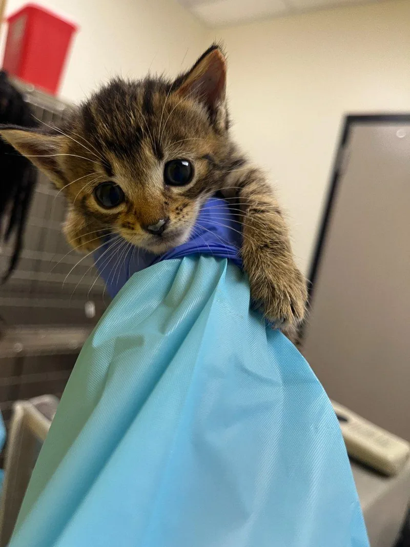 A baby small-sized female Tabby (Brown / Chocolate) Domestic Short Hair cat named Maple for adoption in Raleigh, NC