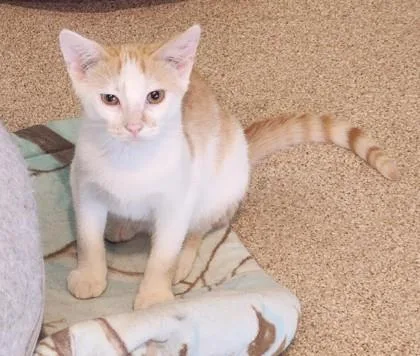 A baby medium-sized male White Domestic Short Hair cat named Orion for adoption in Fairfield, IA