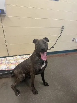 An adult large-sized male Mixed Breed dog named Kane for adoption in Independence, MO