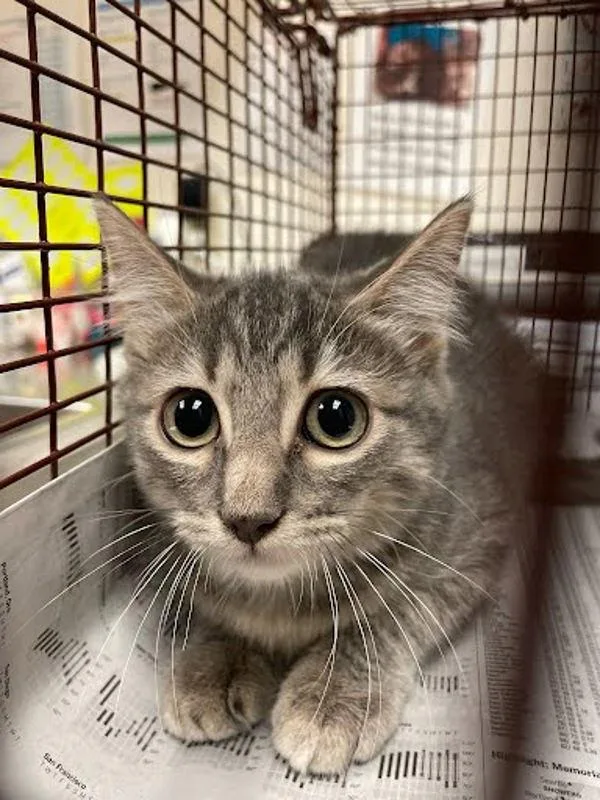 A baby small-sized female Domestic Short Hair cat named Miss Hiss for adoption in Austin, TX