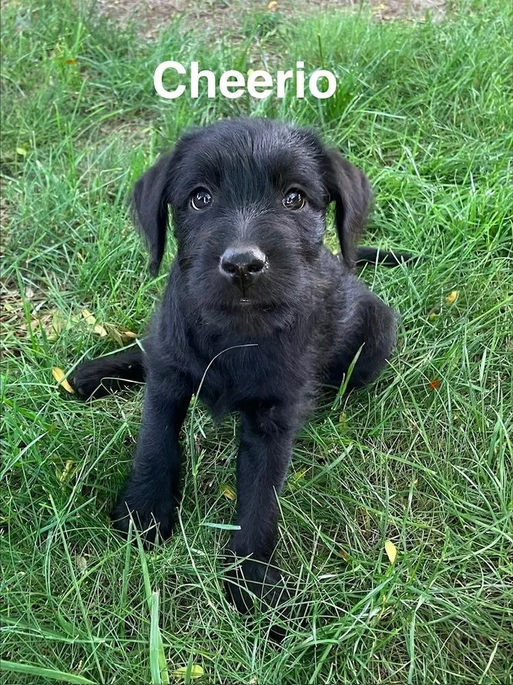 Cheerio