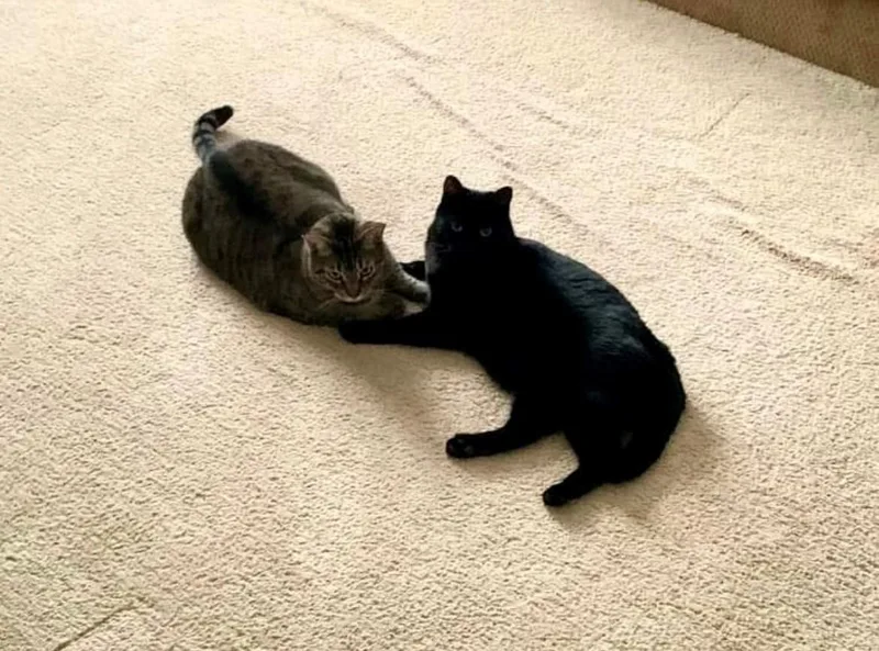 Zzcourtesy Listing For Oscar