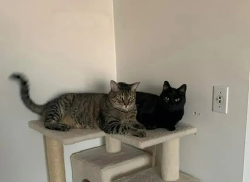 Zzcourtesy Listing For Oscar thumbnail 2