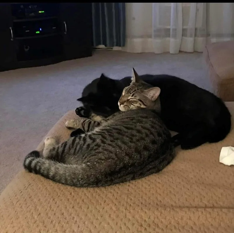 Zzcourtesy Listing For Oscar thumbnail 3