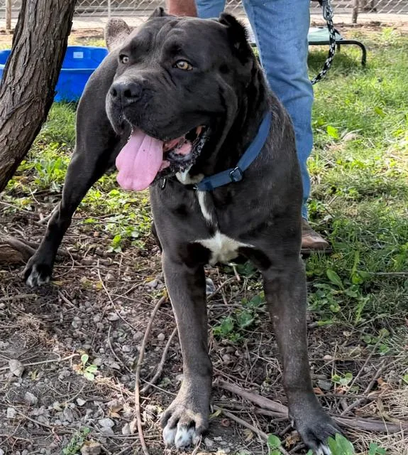 An adult large-sized male Cane Corso dog named Huey for adoption in Midway, UT