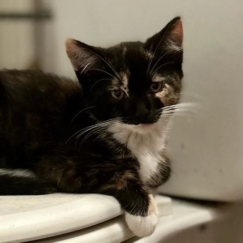 A young small-sized female Calico Domestic Short Hair cat named Junebug for adoption in Philadelphia, PA