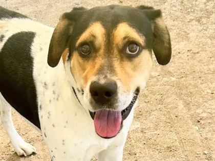 An adult large-sized male Tricolor (Brown, Black, & White) Mixed Breed dog named Trucker for adoption in Georgetown, TX