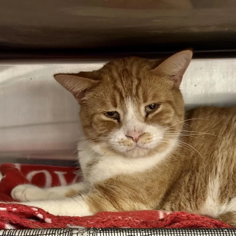 An adult medium-sized male Orange & White Domestic Short Hair cat named Rusty for adoption in Royal Oak, MI