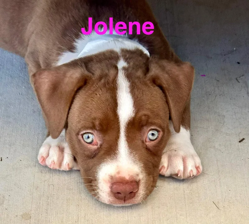 A baby medium-sized female American Staffordshire Terrier dog named Dolly's Dreamers Jolene for adoption in San Diego, CA