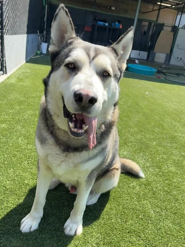An adult extra large-sized male Siberian Husky dog named Buzz for adoption in El Cajon, CA