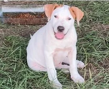 A baby medium-sized male Pit Bull Terrier dog named Buoy for adoption in Conroe, TX