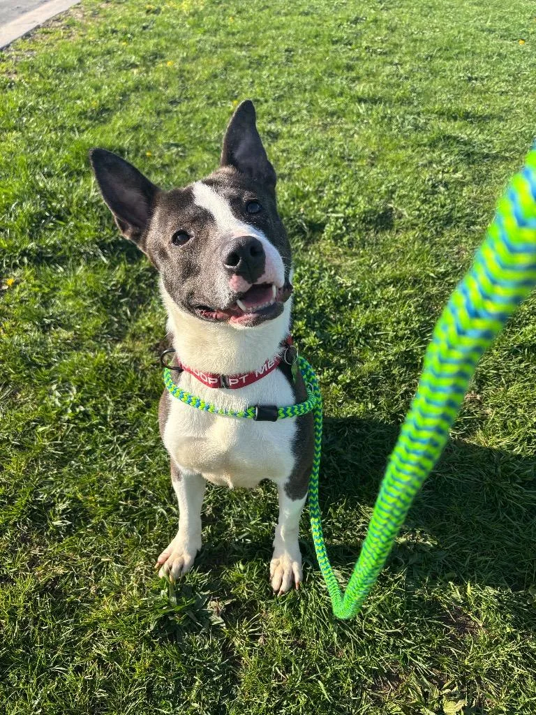 An adult large-sized male Terrier dog named Clarence for adoption in North Syracuse, NY