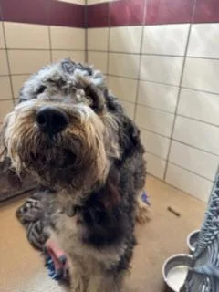 A young large-sized male Bernese Mountain Dog dog named Zuko for adoption in Fort Wayne, IN