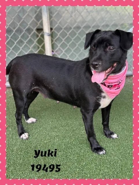 Yuki