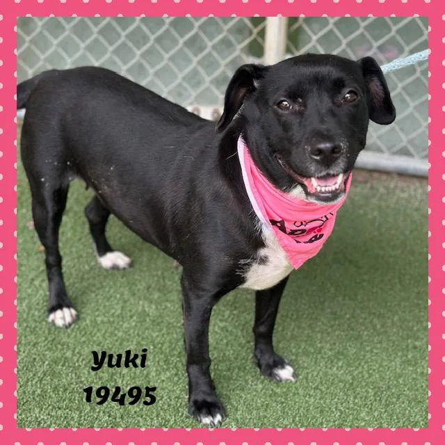 Yuki thumbnail 2
