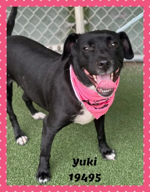 Yuki thumbnail 3