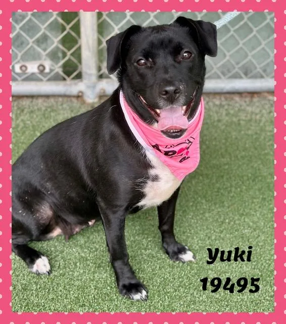 Yuki thumbnail 6