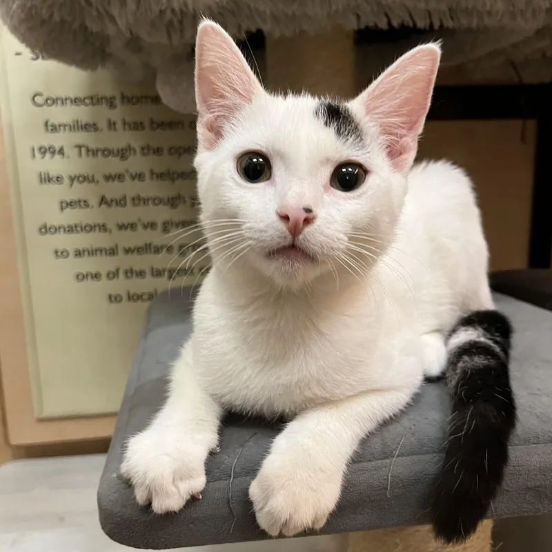 A baby medium-sized male White Domestic Short Hair cat named Milky for adoption in Tustin, CA