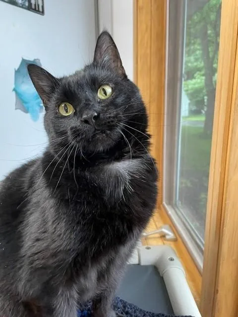 An adult medium-sized female Black Domestic Short Hair cat named Salem for adoption in Hayward, WI