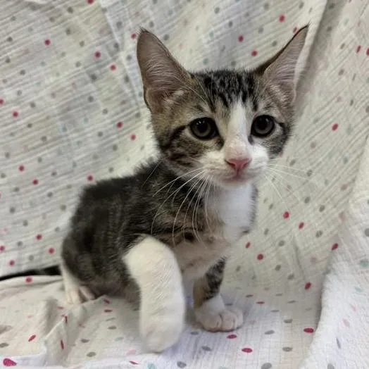A baby small-sized male Brown / Chocolate Domestic Short Hair cat named Nori for adoption in Hawthorne, CA