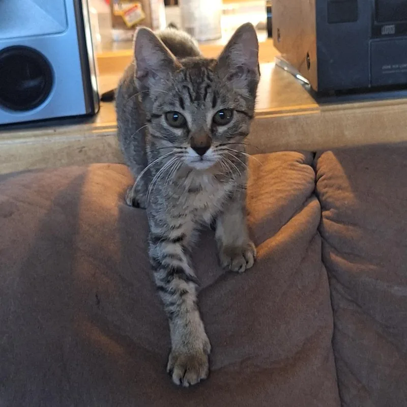 A baby small-sized female Brown / Chocolate American Shorthair cat named Reign for adoption in Grantsville, UT