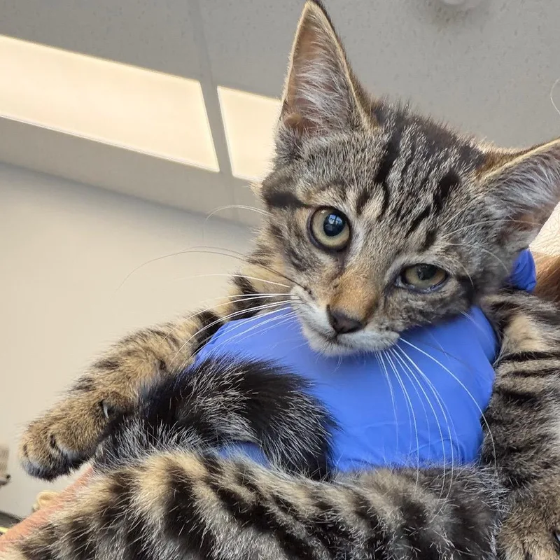 A baby small-sized female Black Domestic Short Hair cat named Tnt for adoption in Watertown, NY