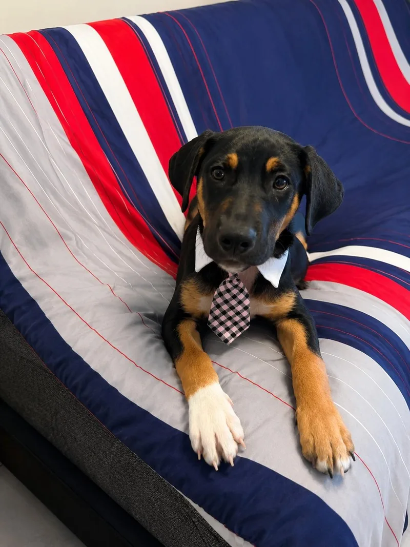 A baby medium-sized male Tricolor (Brown, Black, & White) Shepherd dog named Kobe for adoption in Poway, CA