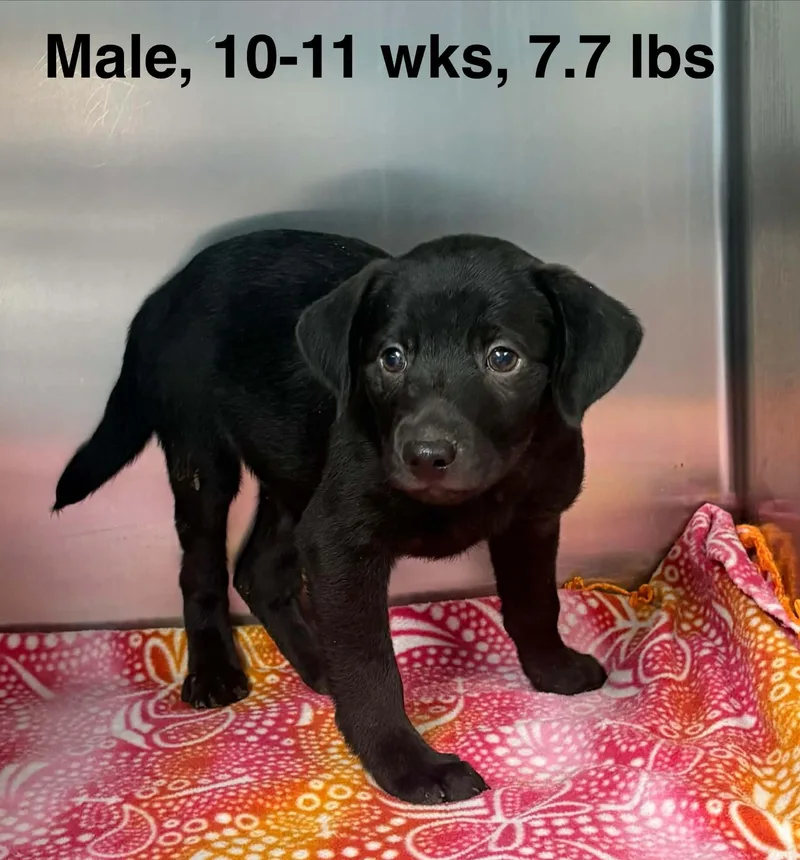 A baby medium-sized male Labrador Retriever dog named Boone for adoption in Lexington, KY