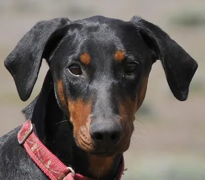 A young large-sized female Doberman Pinscher dog named Lorna for adoption in Tehachapi, CA