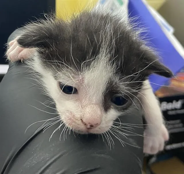 A baby medium-sized male Domestic Short Hair cat named Milk for adoption in Dallas, TX