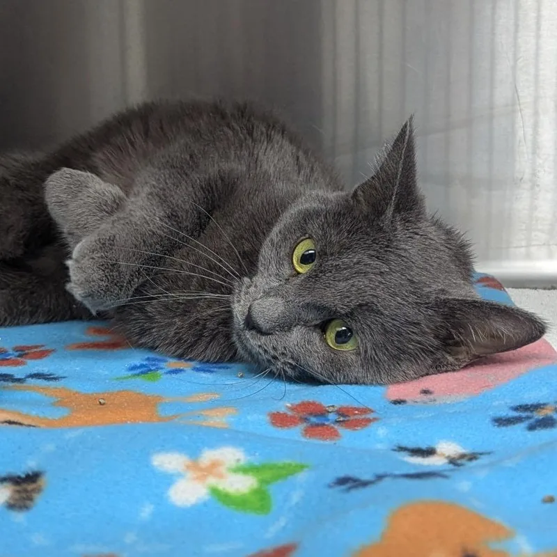 A young medium-sized female Gray / Blue / Silver Domestic Short Hair cat named Marta for adoption in Indianapolis, IN
