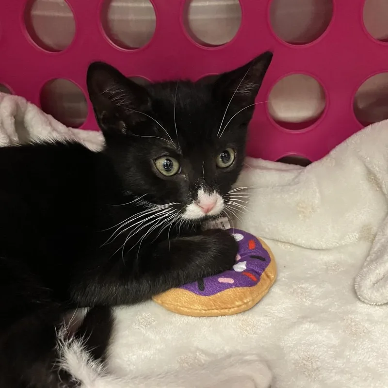 A baby small-sized male Black Domestic Short Hair cat named Biff for adoption in Keizer, OR