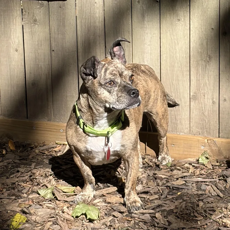 An adult small-sized female Brindle English Bulldog dog named Poppy for adoption in Brooklyn, NY