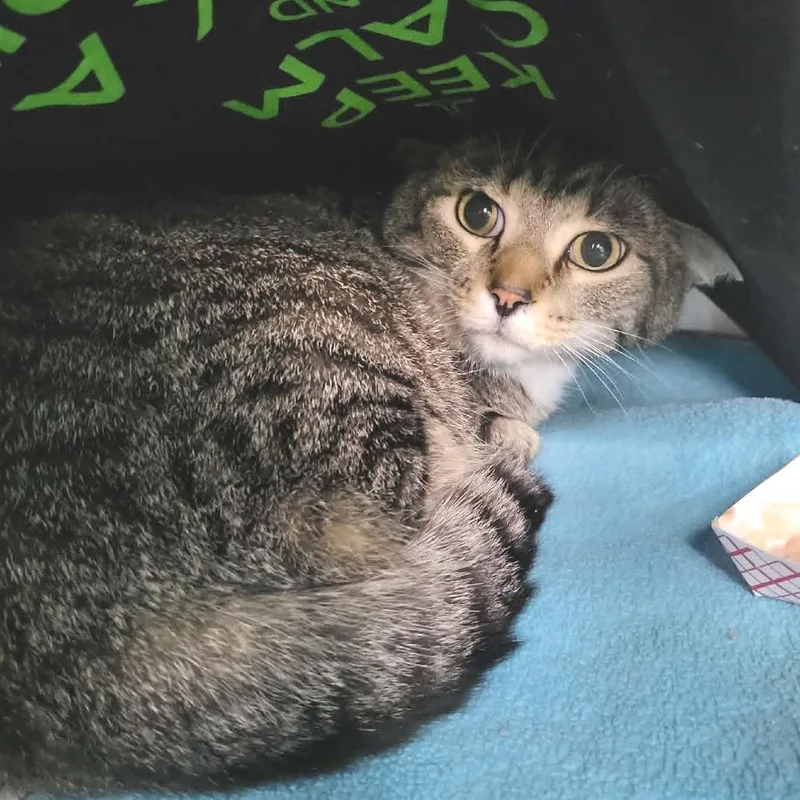 An adult medium-sized male Gray / Blue / Silver Domestic Short Hair cat named Ollie for adoption in Belleville, IL