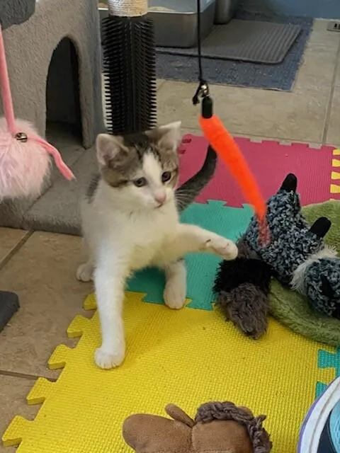 A young medium-sized male Gray / Blue / Silver Domestic Short Hair cat named Kwon for adoption in Fort Collins, CO