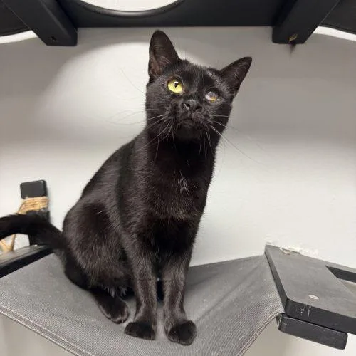 A young small-sized female Domestic Short Hair cat named Golden Retriever for adoption in Toms River, NJ
