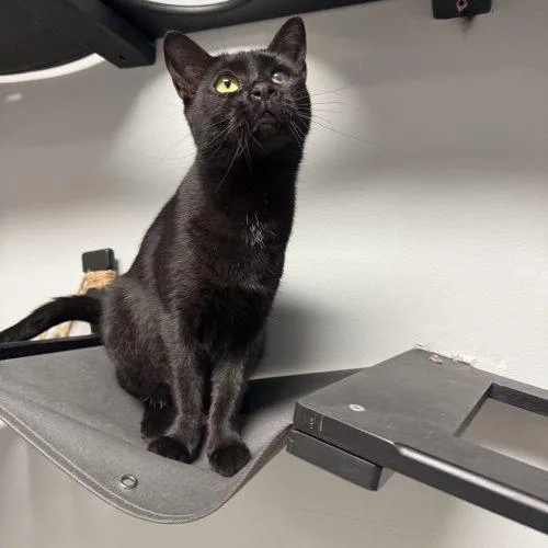 Golden Retriever thumbnail 3