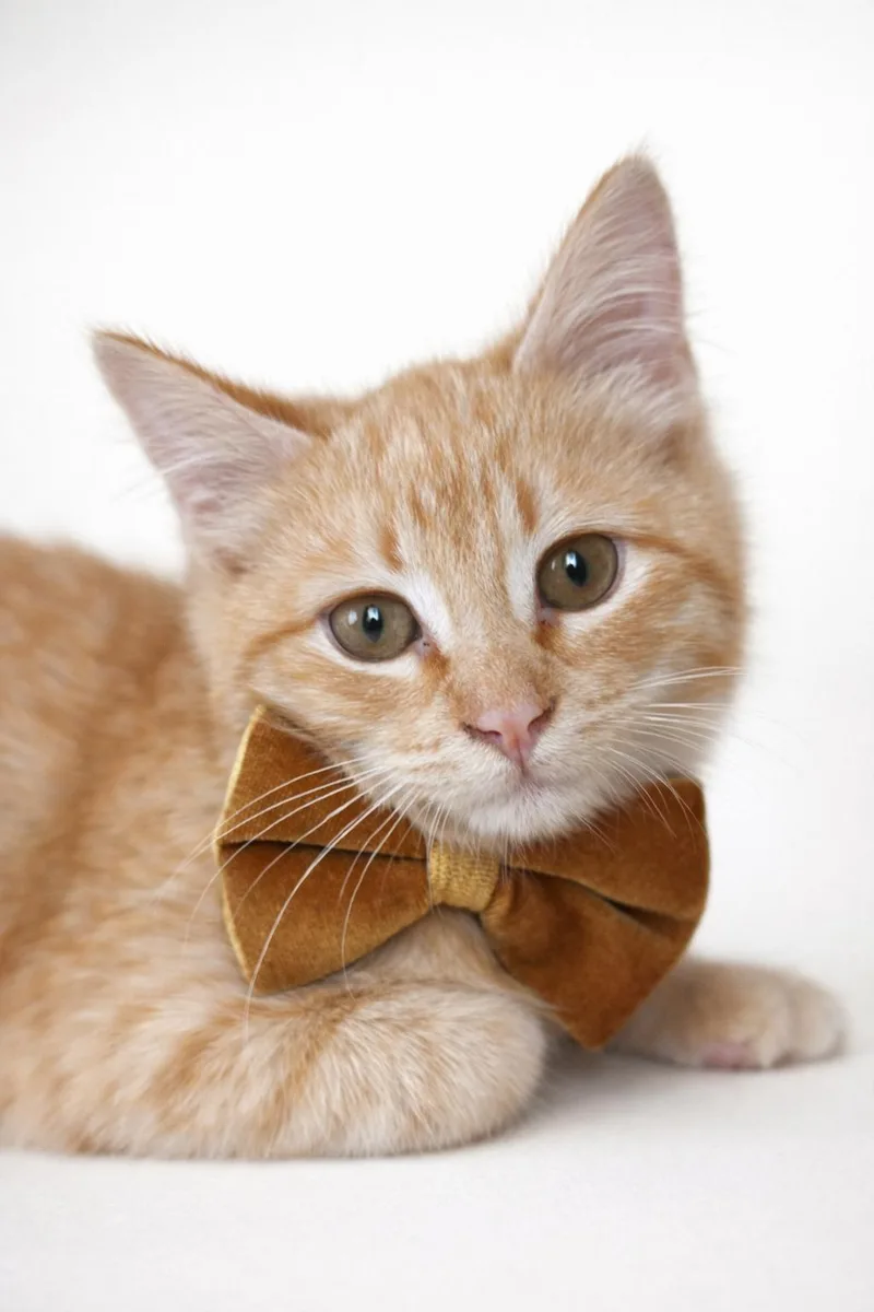 A baby small-sized male Orange & White Tabby cat named Ronnie for adoption in Houston, TX